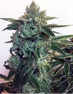 Sticky Zkittlez Glue