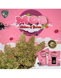 M.O.B. (Mother of Berries) TH Seeds 2