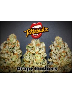Grape Gushers