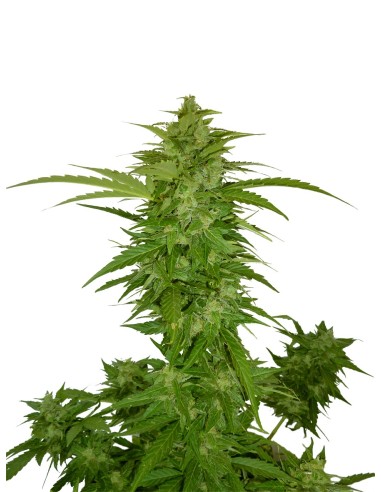 Critical Chiva Autoflowering Seeds | Up To 30% Off