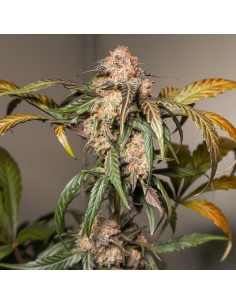 Auto Trichome & Cream 2