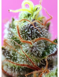 Sweet Mimosa XL Auto 2