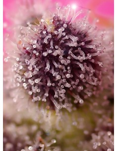 Tropicanna Poison XL Auto 2