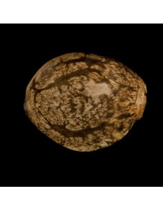 L.A Vanilla Cake Auto 2