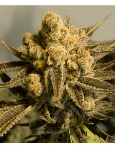 Critical Glue 4 Auto