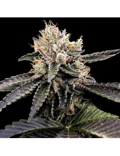 Cataract Cake - DNA Genetics
