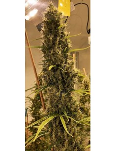 Golden Tiger 3ª versión Thai 2