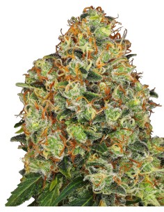 Sweet Tangerina Tango