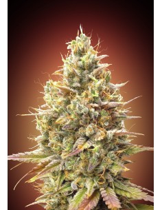 Auto Strawberry Banana