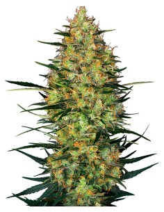 Caramellow Kush Auto