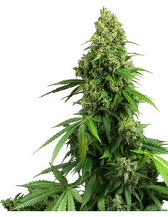 Honey Melon Kush Auto