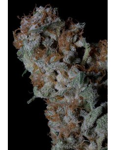 Don Blueberry Cookies