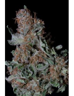 Don Blueberry Cookies 2