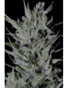 Don Do Si Punch (a.k.a. Slurricane)