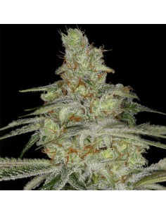 Tangie Ghost Train 2