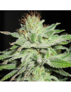 Super Silver Mandarin