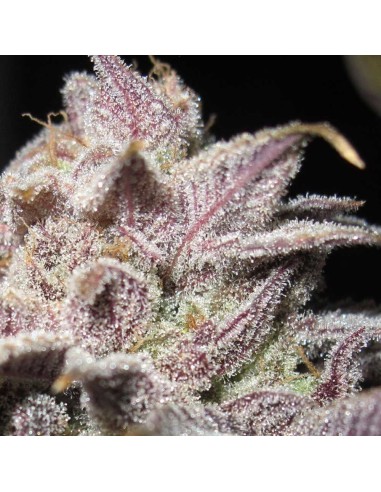 Super Silver Mandarin