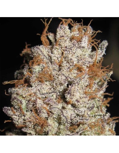 Super Silver Mandarin