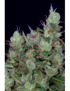 Don Grateful Chemdawg 2