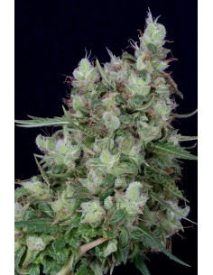 Don Grateful Chemdawg