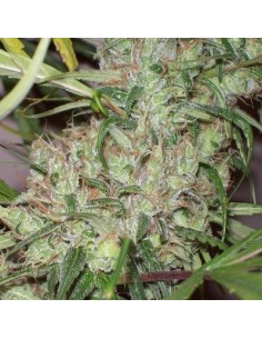 Pineapple Banana Bud 2