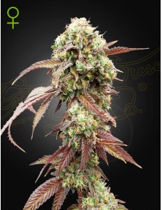 West Coast OG x Gelato Auto 41