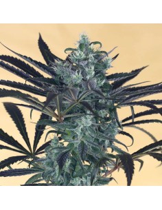 Blueberry Headband 2