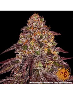 Mimosa x Orange Punch Auto 2