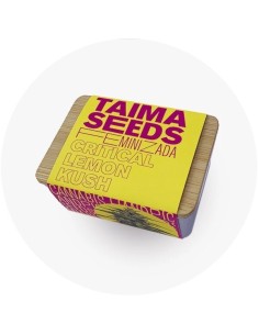 Critical Lemon Kush 2