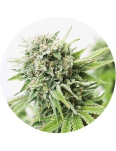 Critical Lemon Mango