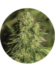 Double San Fernando Valley