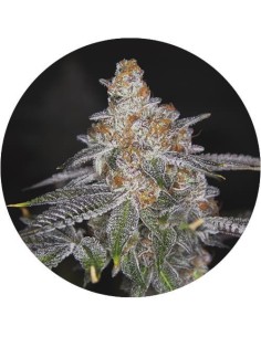 Gorilla Do-Si-Dos Auto