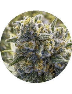 Gorilla Jacky Herer Auto