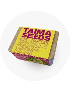 Gorilla Lemon Haze Auto 2