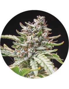 Gorilla Lemon Haze Auto