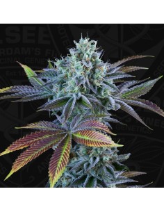 Auto French Cookies 2