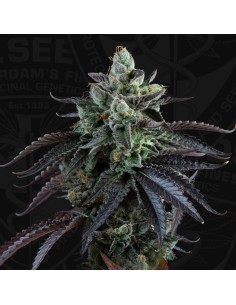 Auto French Macaron 2