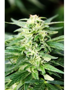 Deepforest Super Auto