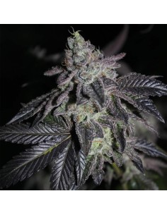 Apple Fritter x Jealousy