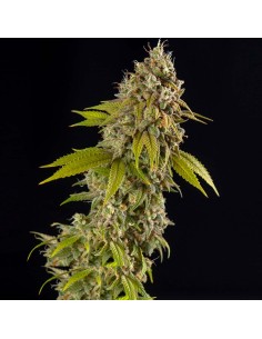 Girl Scout Cookies Auto