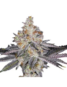 Double XL Banana Sherbet Auto