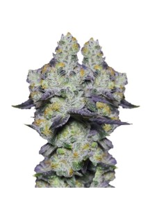 Blue Dream Sherbet (Growers Choice) Semillas Feminizadas 2