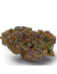 Blue Dream Sherbet Auto