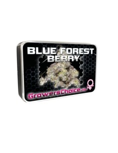 Blue Forest Berry 2