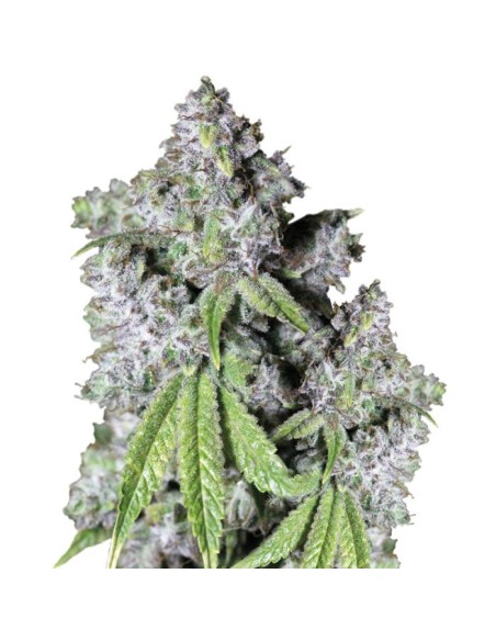 Charlottes Dream CBD