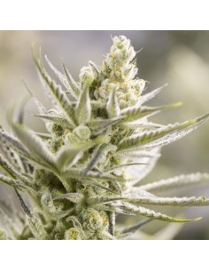 Double XL Forbidden Runtz 2