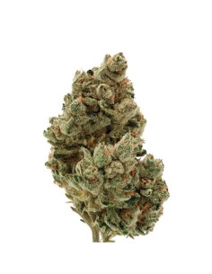 Frosty Gelato Auto 2