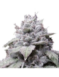 Gorilla Cookies Auto