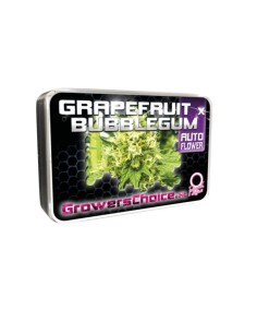Grapefruit x Bubblegum Auto 2