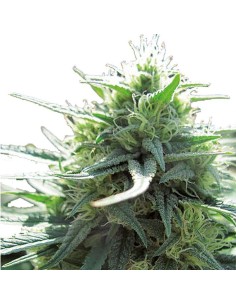 Mighty Amstel Freezeland MAF